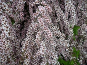 Leptospermum "Pink Cascade"