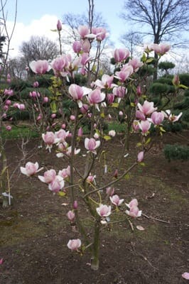Magnolia "Cameo"