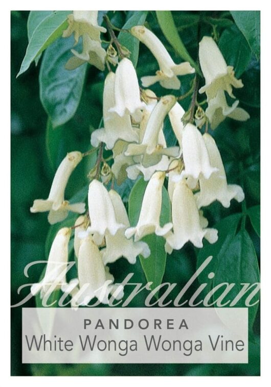 Pandorea 'Wonga Wonga Vine' 6" Pot