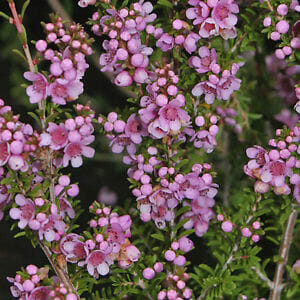 A close-up of small pink Thryptomene 'FC Payne' flowers with dark green foliage in a 6" pot.