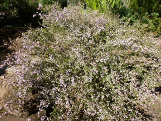 A dense shrub, Thryptomene 'FC Payne' 6" Pot, with delicate pink flowers thriving in a sunlit area.