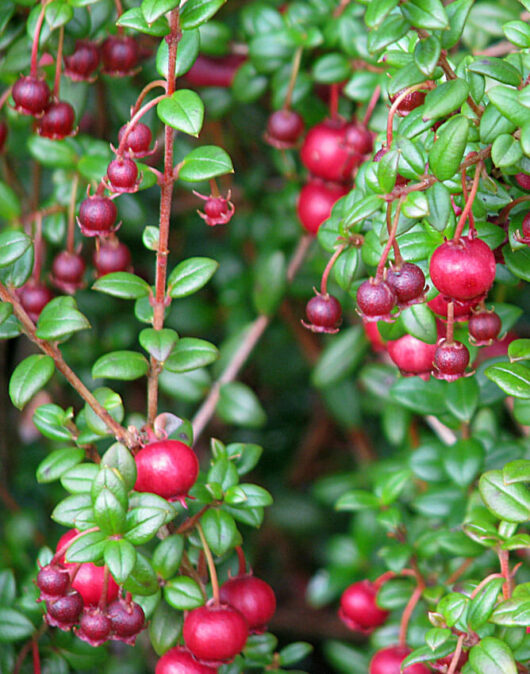 Chilean Guava