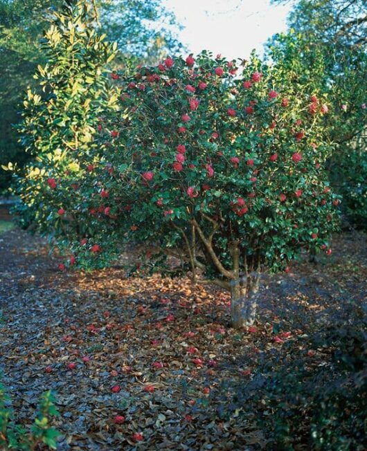 A Camellia japonica 'Volcano' 10" Pot bush with vibrant red flowers in full bloom, surrounded by fallen leaves, in a garden setting.