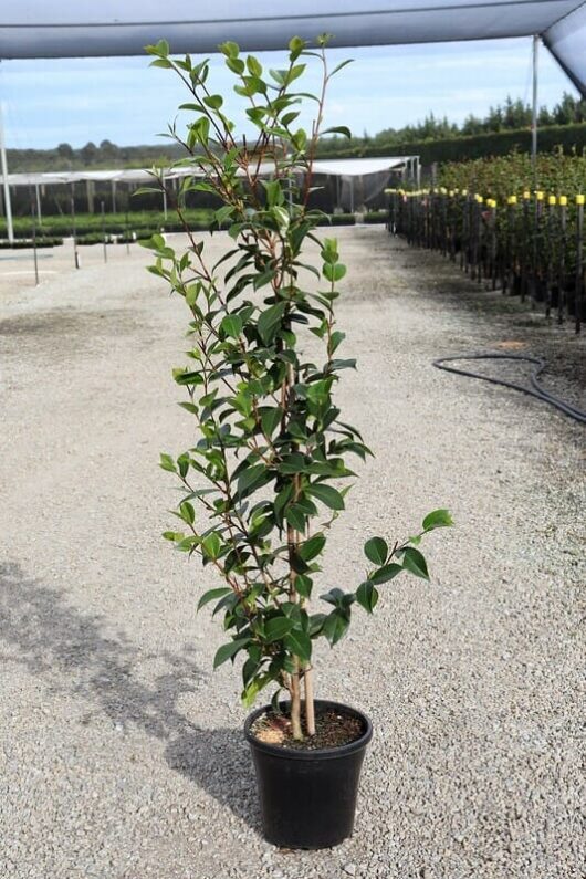 Young Camellia japonica 'Volcano' with lush green leaves in a black pot, standing on a gravel surface at a nursery.