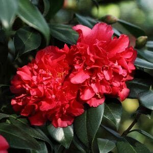 Vibrant red Camellia japonica 'Volcano' flowers blooming amidst lush green foliage.
