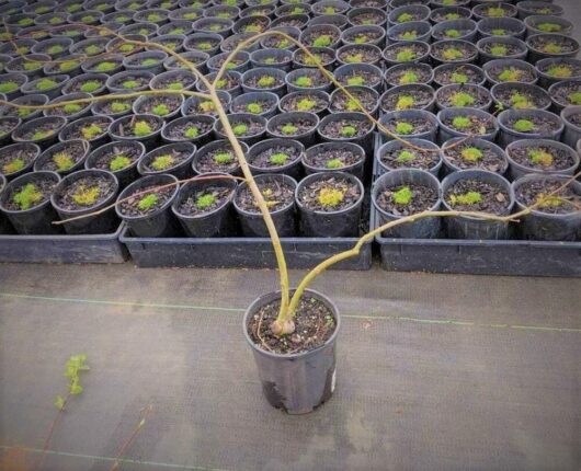 A single potted Salix with long, thin branches is in the foreground. Rows of small potted plants, including a Salix 'Wee Scotty' Mini Celtic Cascade in a 30cm pot, are arranged neatly in the background.