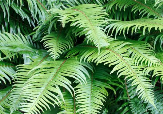 Japanese Sword Fern