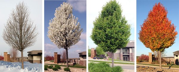 Ornamental Pear Sales!