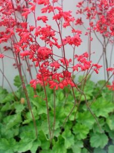 Firefly Coral Bells