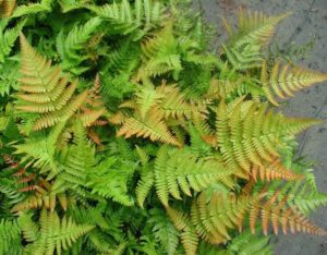 Dryopteris 'Autumn Fern' 6" Pot flourishing on a dark, wet ground.