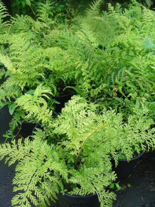 Potted Asplenium 'Hen and Chicken Fern' 6" Pot plants with vibrant green fronds.