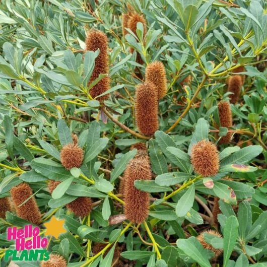 Banksia 'Little Pal'