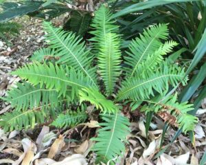 Fishbone Water Fern