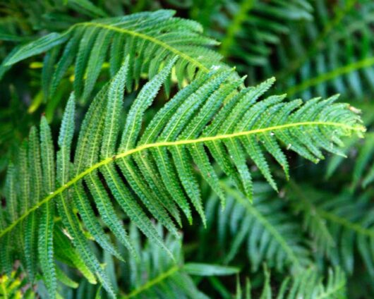 Lush green Doodia 'Prickly Rasp Fern' 6" Pot leaves with distinctive spore patterns.