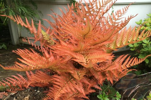 Dryopteris 'Autumn Fern' 6" Pot plant with autumn-colored ferns against a light-colored backdrop.