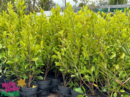 Ficus hillii Flash Hedging 6inch Pots tall green foliage screening hedging plants
