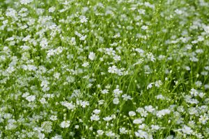 Gypsophila babys breathe white. Small delicate white star shaped flowers with green stems