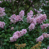 Crepe Myrtle Yuma