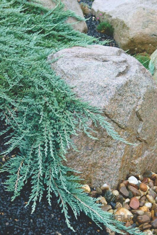 Juniperus "Creeping Juniper"