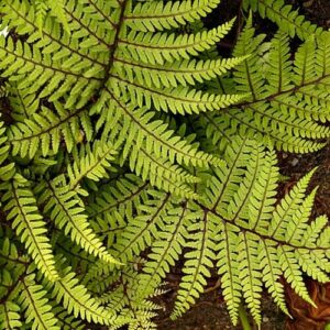 Athyrium "Eared Lady Fern"