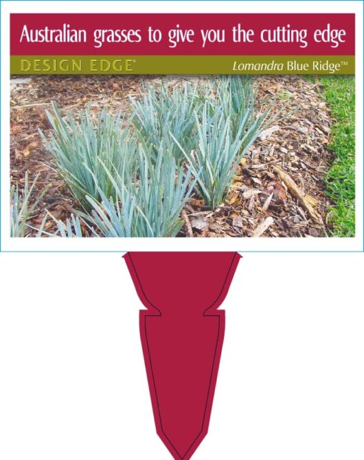 Lomandra 'Blue Ridge™' 6" Pot