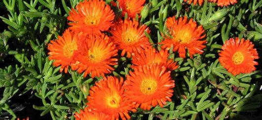Bright orange flowers with green foliage, likely Mesembryanthemum Pig Face 'Orange' 6" Pot, are clustered together in this close-up image.