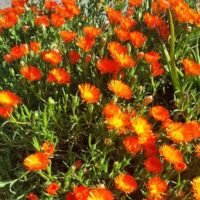 Bright orange Mesembryanthemum Pig Face 'Orange' 6" Pot flowers in full bloom with green foliage, growing densely next to a pavement on a sunny day.
