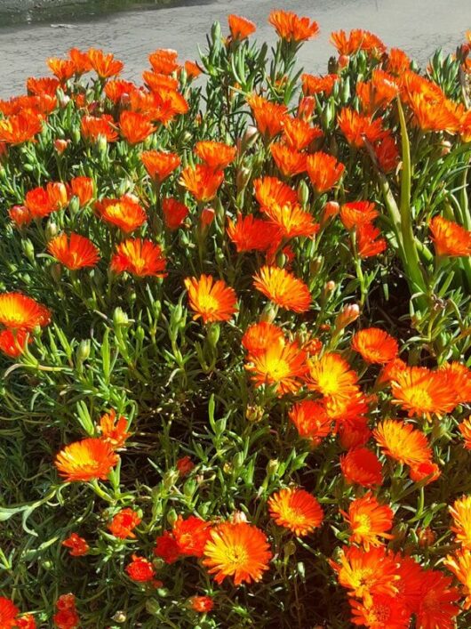 Bright orange Mesembryanthemum Pig Face 'Orange' 6" Pot flowers in full bloom with green foliage, growing densely next to a pavement on a sunny day.