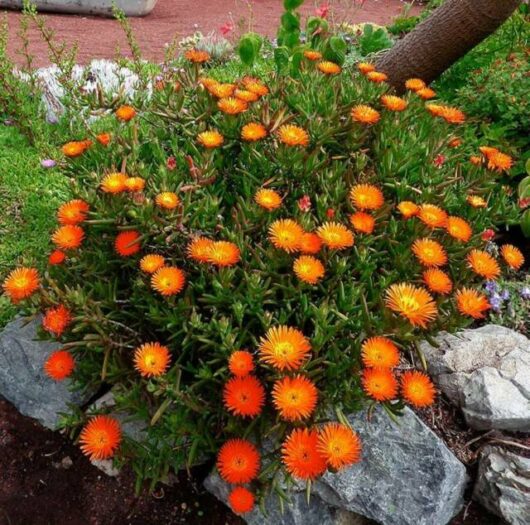 A cluster of vibrant orange Mesembryanthemum Pig Face 'Orange' 6" Pot with succulent leaves, commonly known as Pig Face, is thriving among rocks in a garden setting.