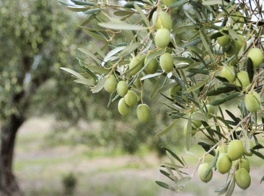 Mediterranean Midget Olive Tree with green fruits growing off the branches Olea europaea edile fruting tree or hedge