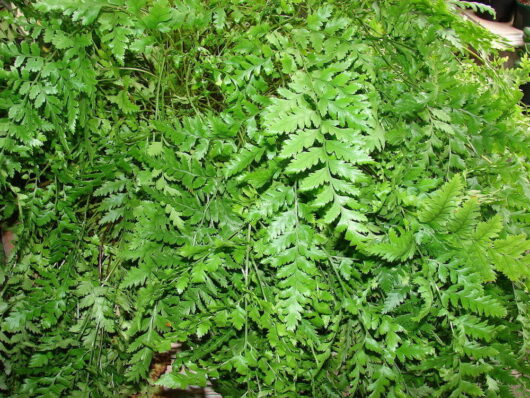 Lush green Rumohra 'Leather Leaf Fern' 6" Pot covering the ground.