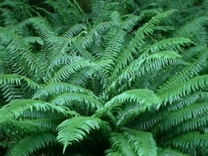 Japanese Sword Fern