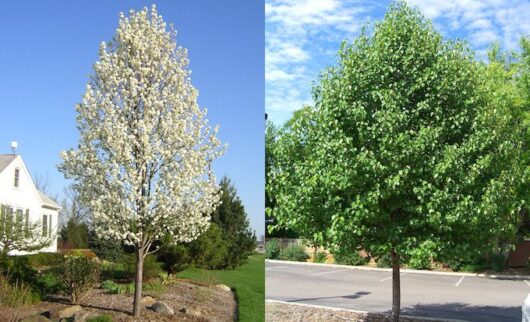 Cleveland Pear Images