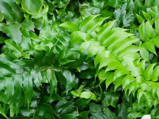 Japanese Holly Fern