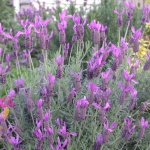 Lavender Avonview @ Hello Hello Plants