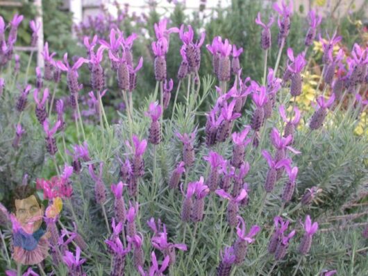 Lavender Avonview @ Hello Hello Plants