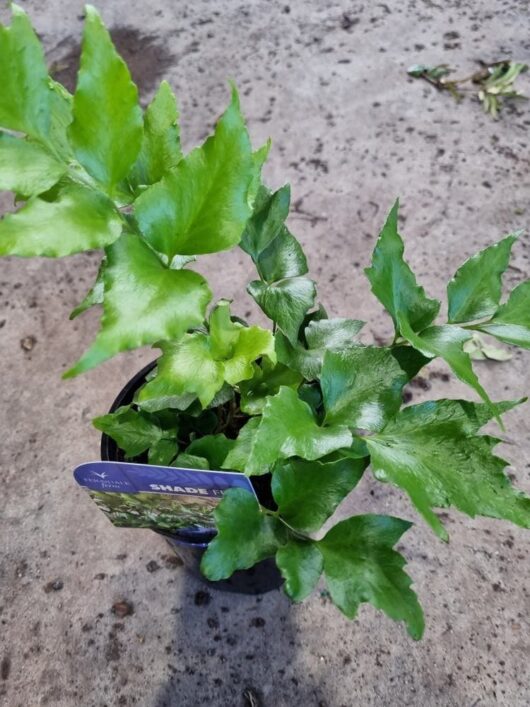 Cyrtomium 'Japanese Holly Fern' 6" Pot