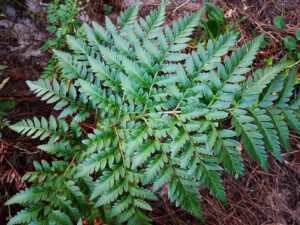 Leather Leaf Fern