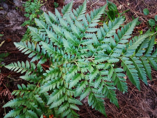 Leather Leaf Fern