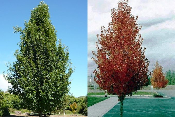 Ornamental Pear 'Winter Glow