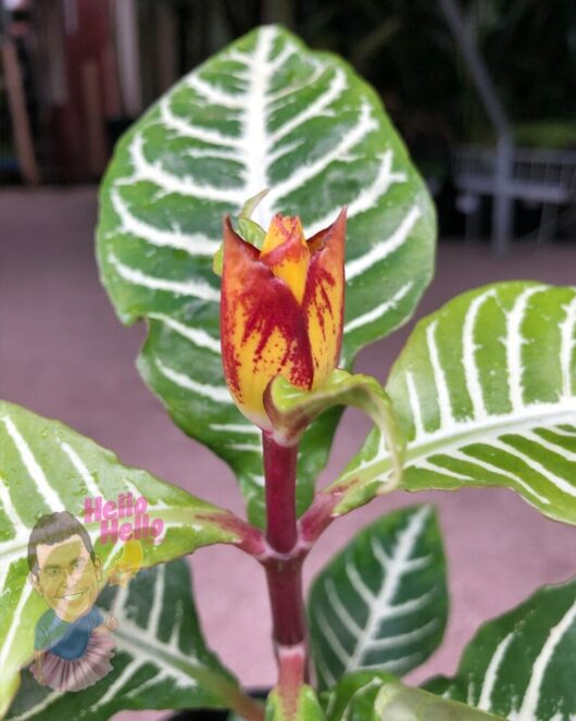 Aphelandra 'Zebra Plant'