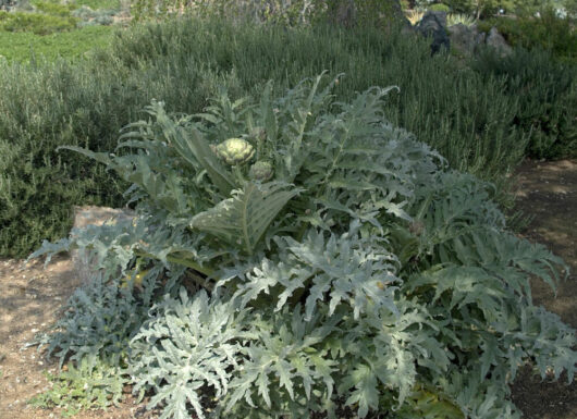 Green Globe Artichoke