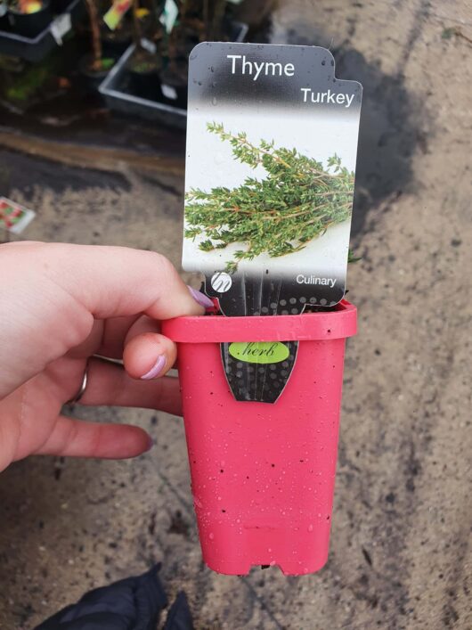 A hand holding a red pot labeled "Thymus 'Turkey Thyme' 3" Pot" with a picture of the herb on the tag, inside a garden center.