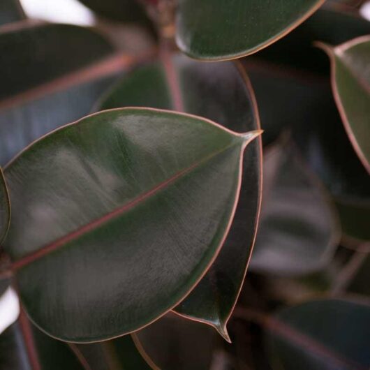 Close-up of a rubber plant leaf with a glossy surface and visible veins, showcasing deep green hues and a subtle red edge.