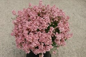 Diascia Little Maiden