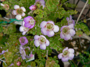 Leptospermum "Lavender Queen"