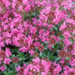 Pink Creeping Thyme