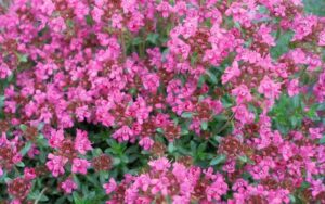 Pink Creeping Thyme