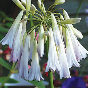 Agapanthus "Cascade Diamond"