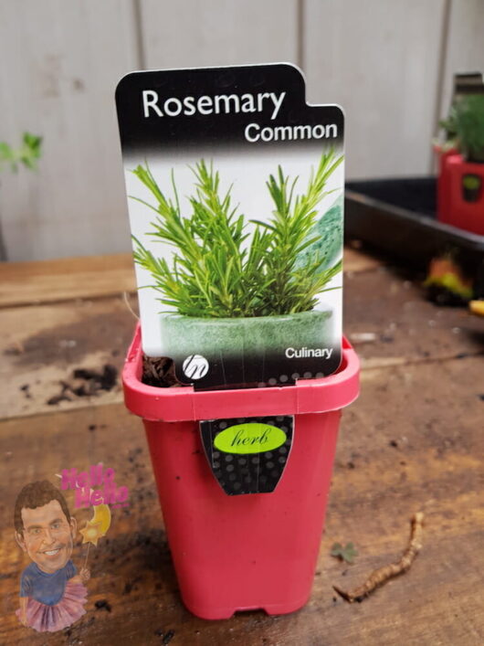 common rosemary